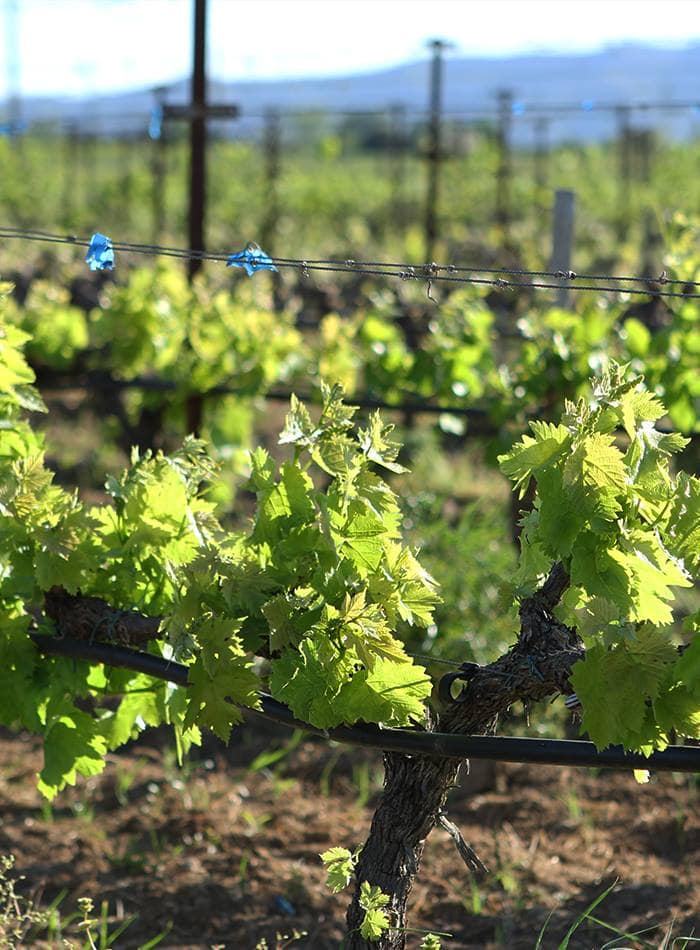 Mesimvria Winery