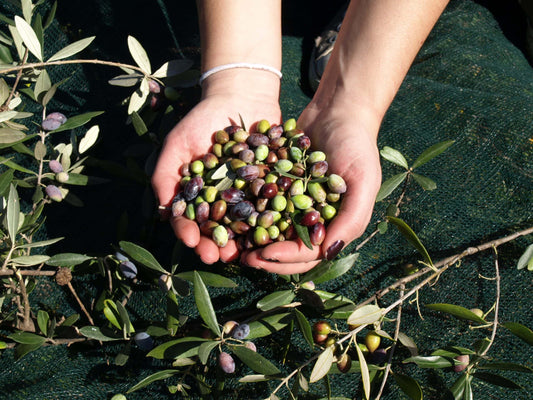 ARISTOS natives Olivenöl extra – griechisches Olivenöl online bestellen