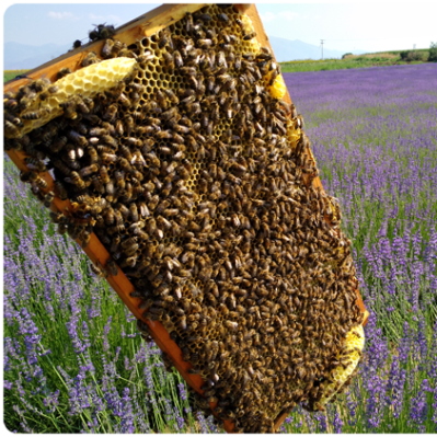 Bienen Lavendelblüten