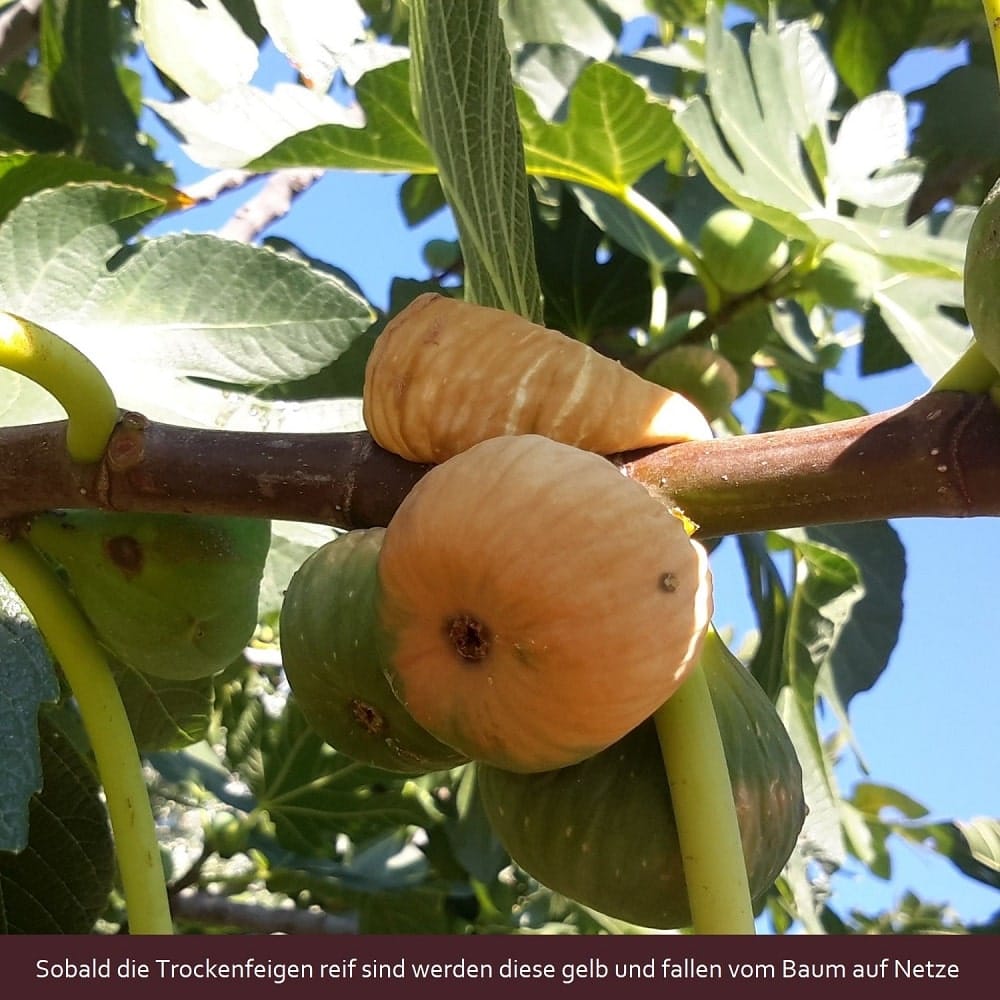 Getrocknete Feigen am Baum