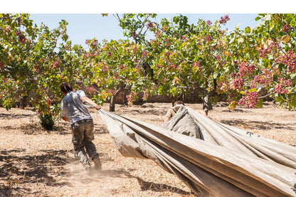 Mandel Ernte