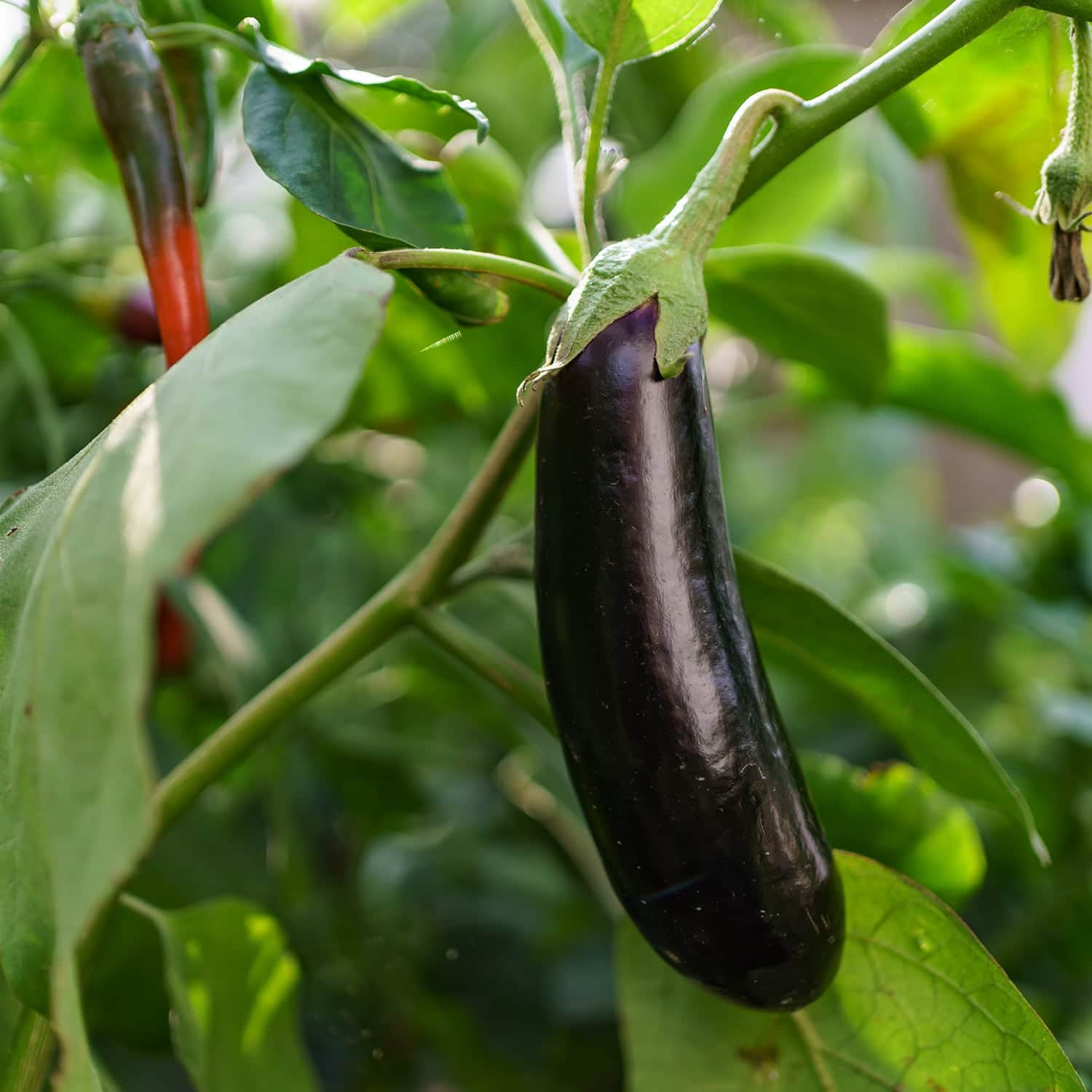 Aubergine Pflanze