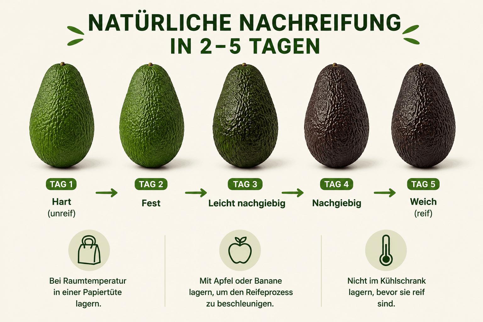kann man avocado im kühlschrank aufbewahren Bio Avocado aus Griechenland Lamb-Hass