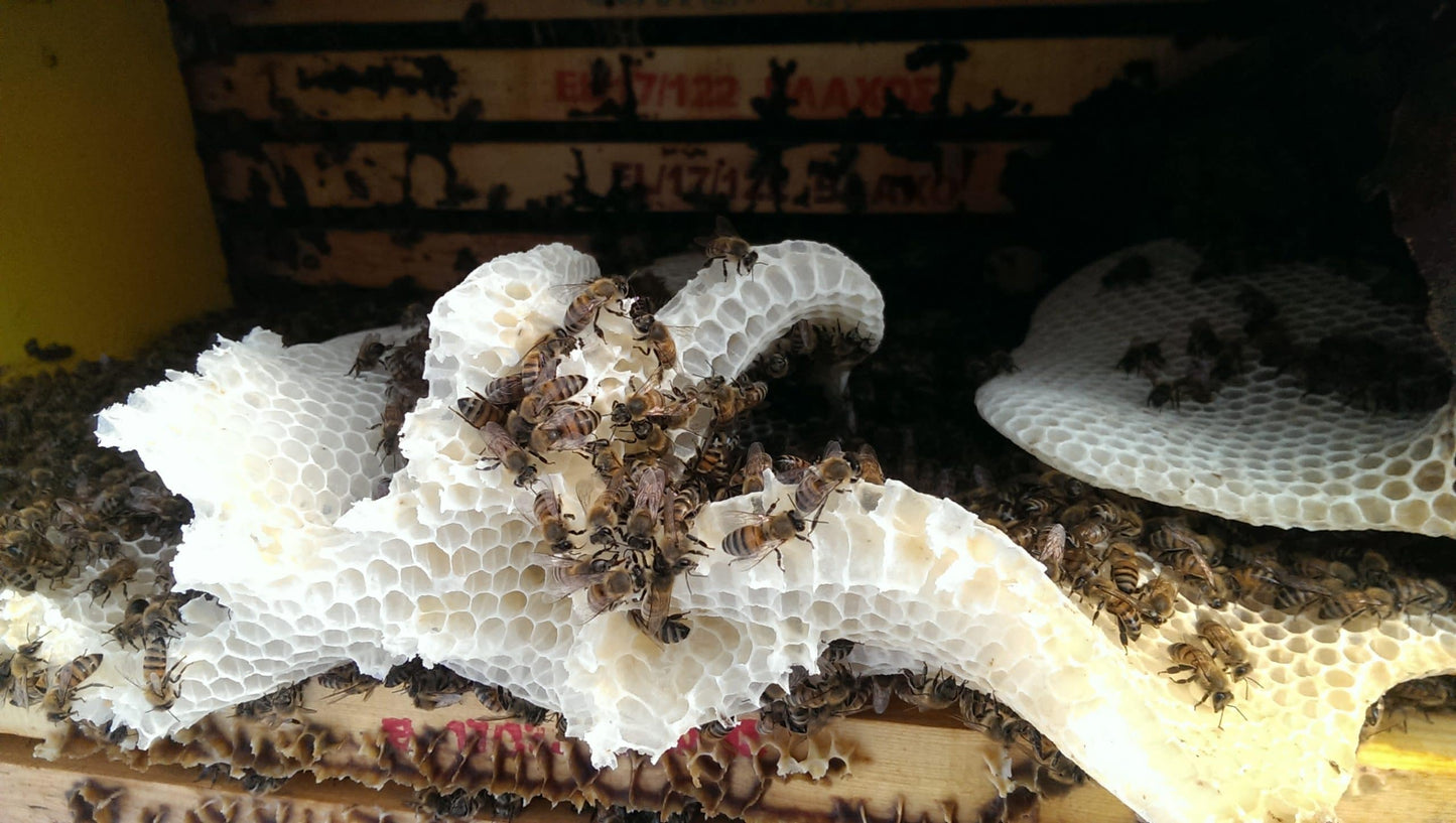 Weiß gebauter Wildwabenaufbau mit zahlreichen Bienen im geöffneten Bienenstock