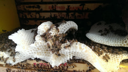 Weiß gebauter Wildwabenaufbau mit zahlreichen Bienen im geöffneten Bienenstock