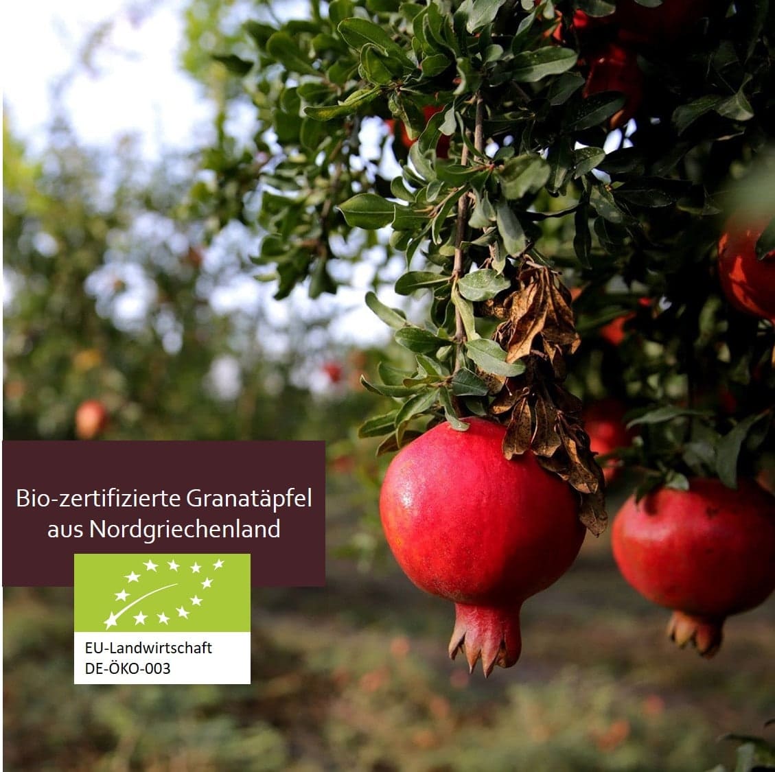 Bio Granatapfel Aristos Griechenland