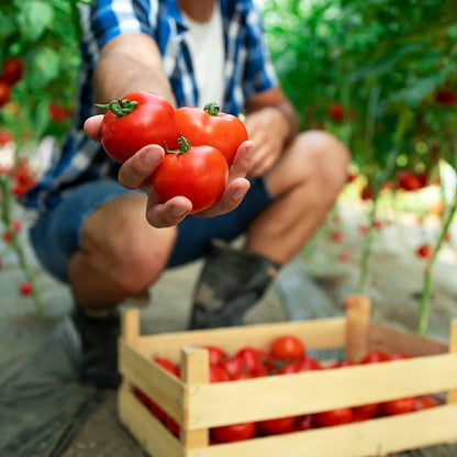 Bio Tomaten