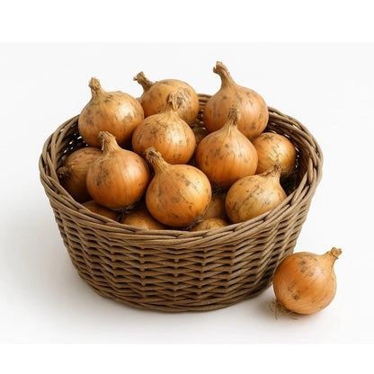 Bioland-Zwiebel-Herbrechtingen-Deutschland