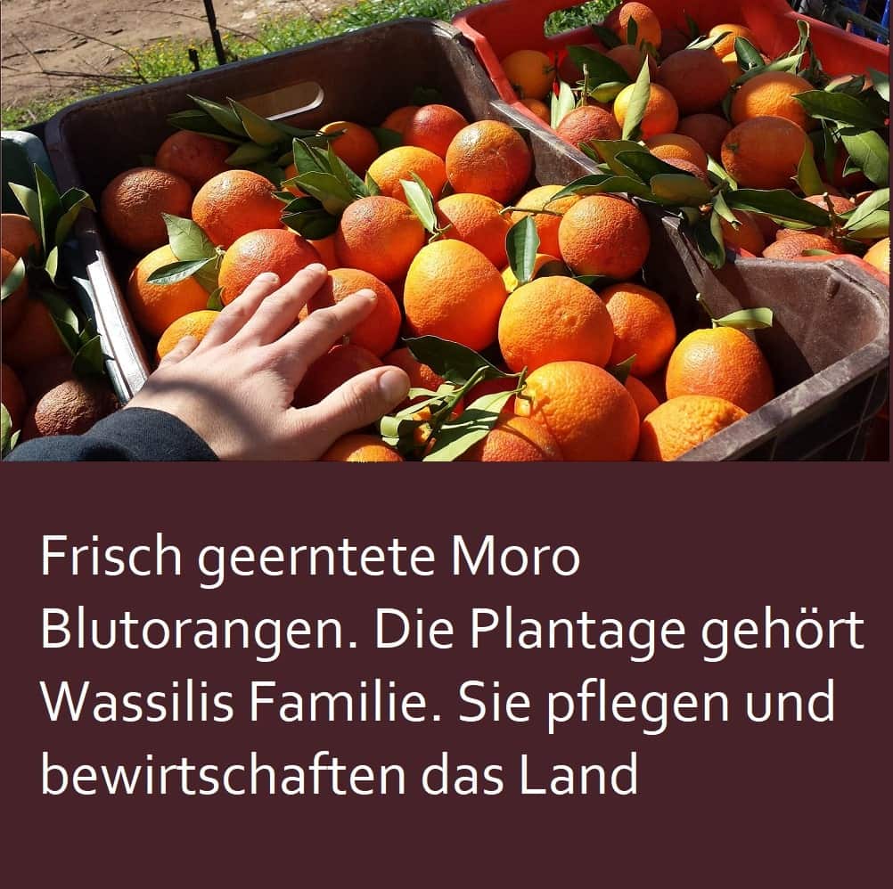 Blutorangen Ernte Aristos