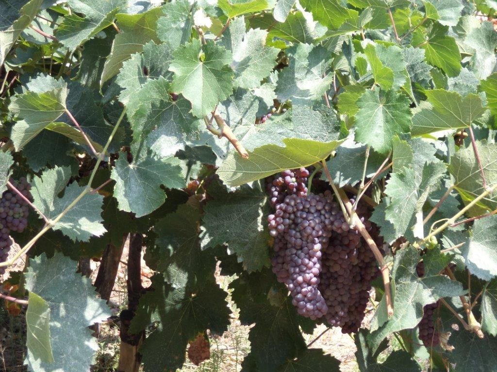 Trauben für Balsamico Essig