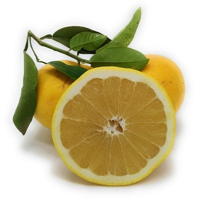 Grapefruit Weiß