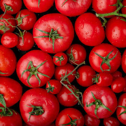 Griechische Bio Tomaten