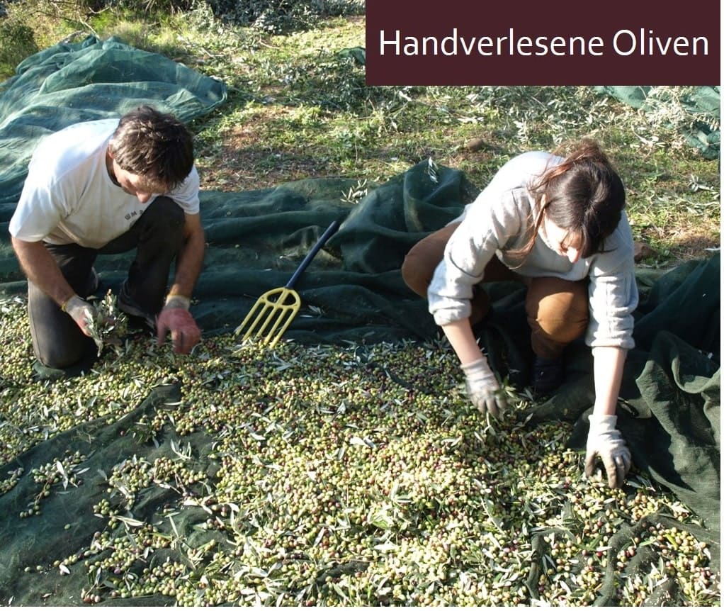 Handverlesene Aristos Oliven