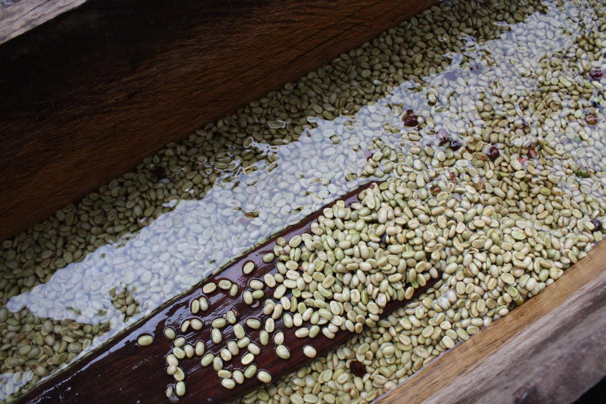 Hintergrund_Kaffeewaschen_Web1200
