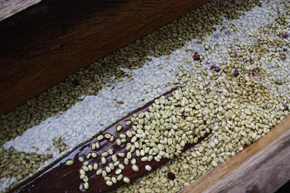 Hintergrund_Kaffeewaschen_Web1200