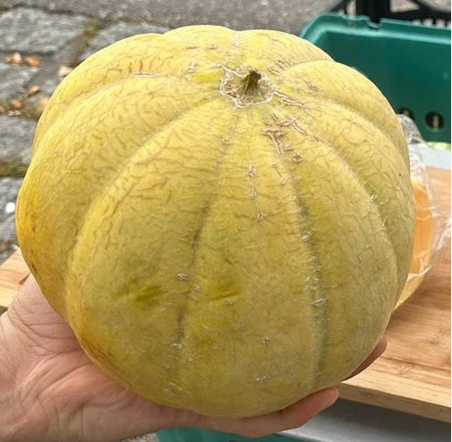 Griechische Honigmelone