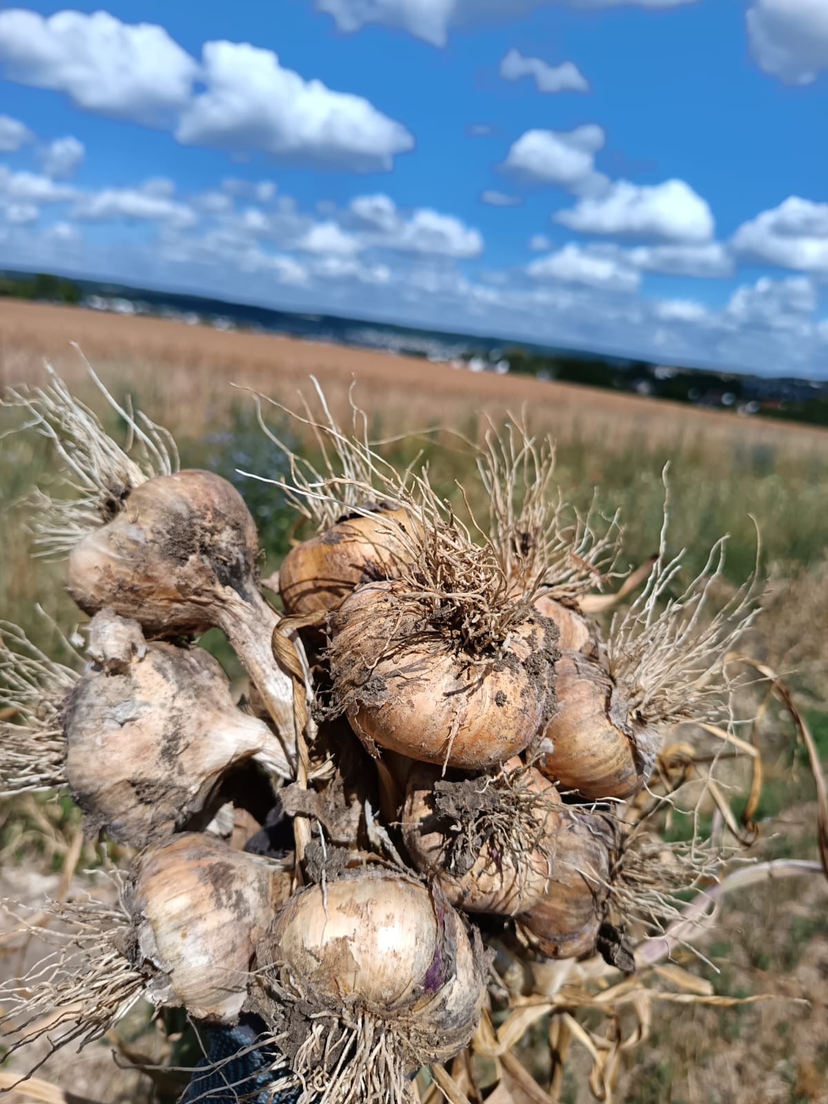 Knoblauch Herbrechtingen
