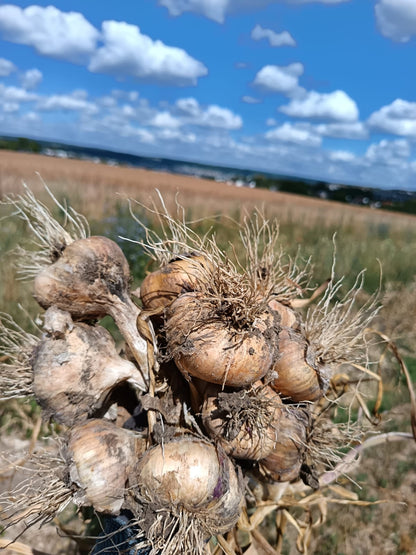 Knoblauch Herbrechtingen