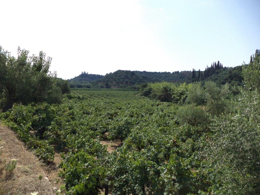 Korinth Balsamico Trauben