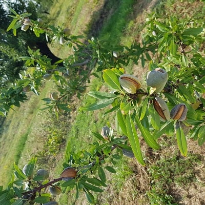 Mandeln am Baum