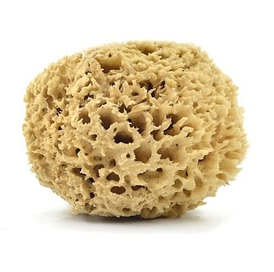 badeschwamm naturschwamm