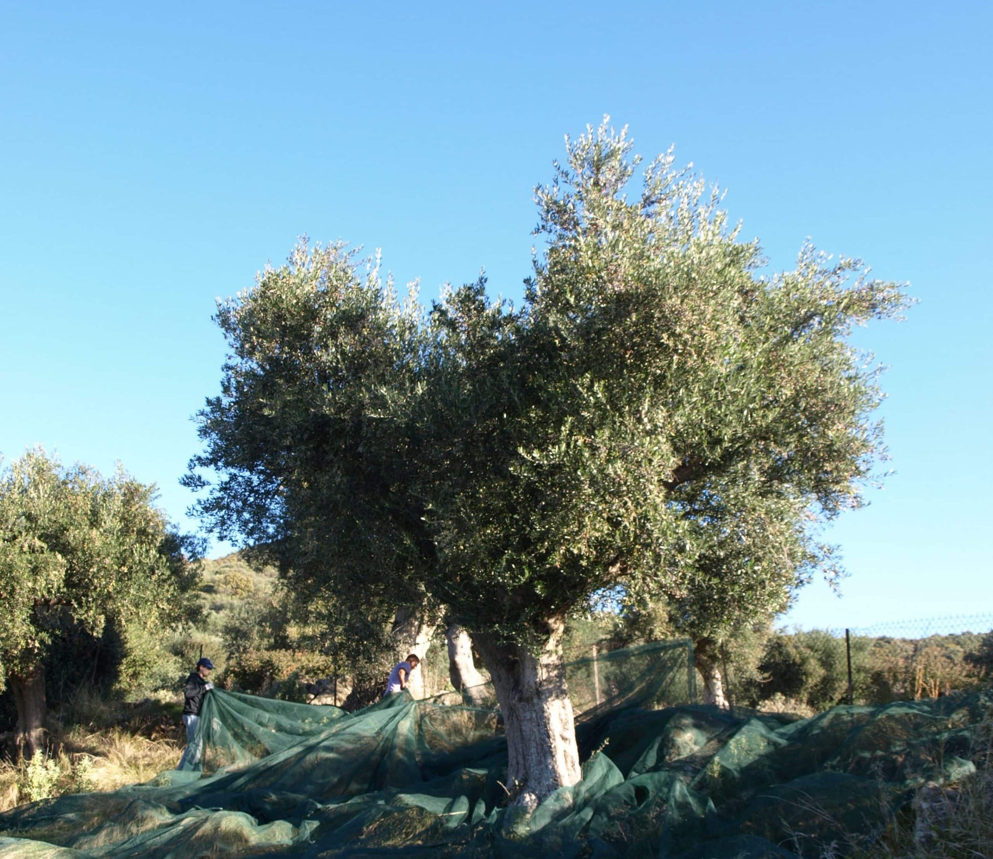 Netz um Baum legen