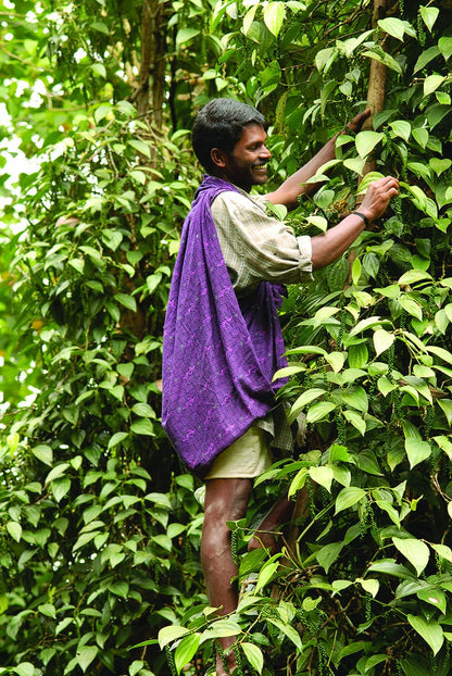 Pfeffer_Kerala