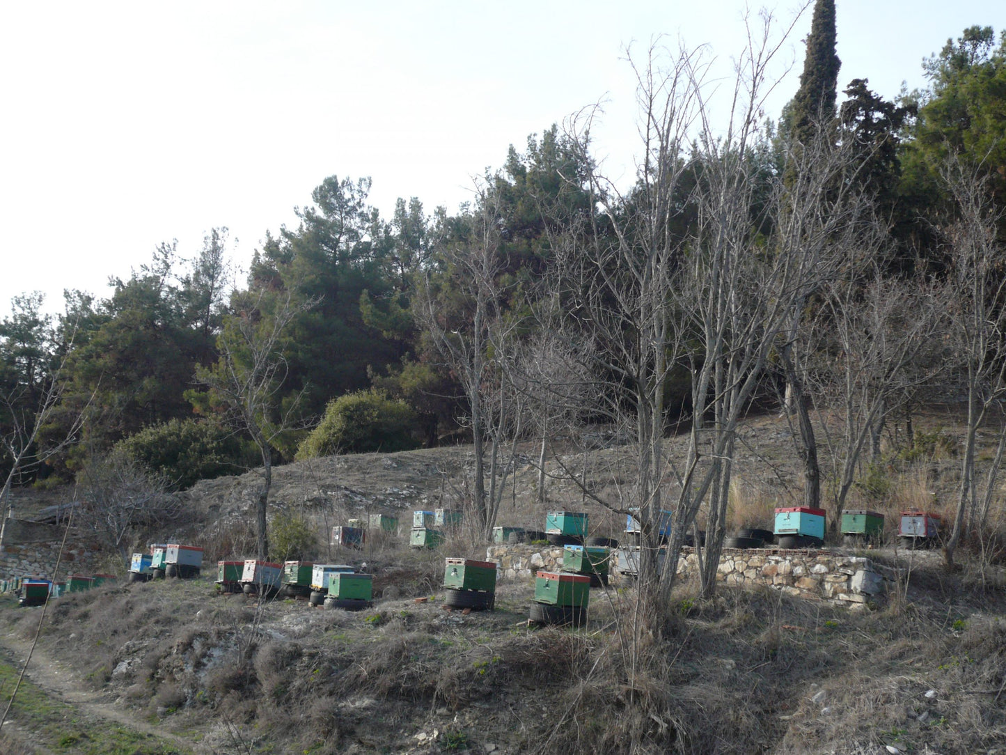 Thassos Pinienwälder