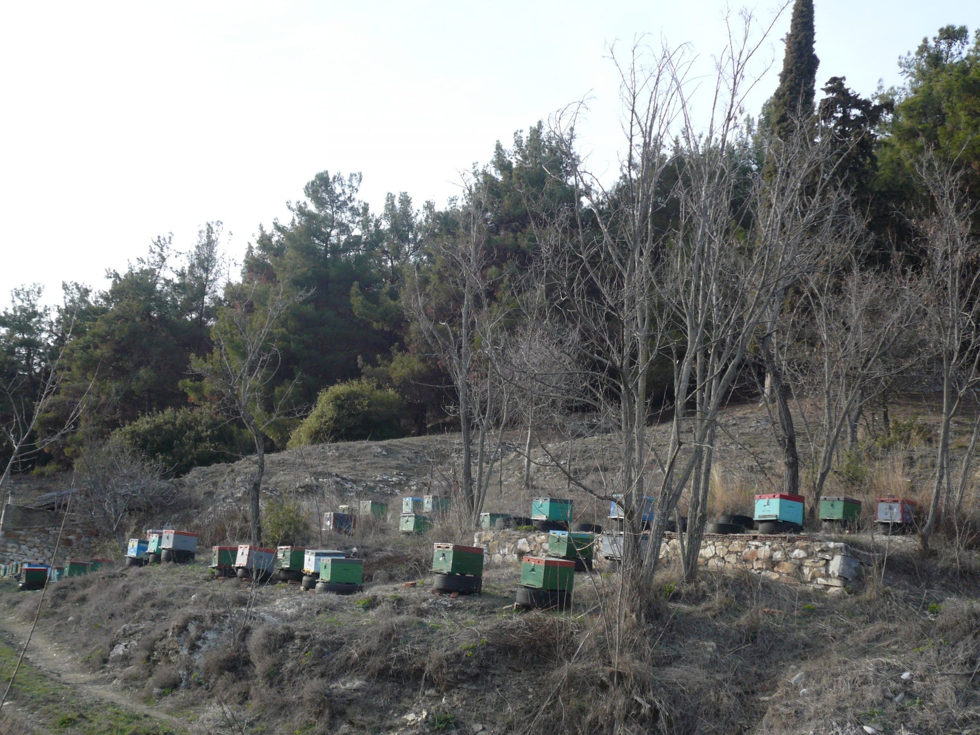 Thassos Pinienwälder