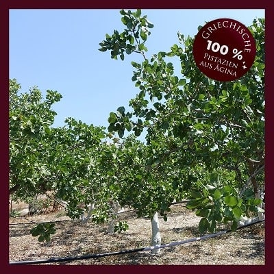 Ägina Pistzienbäume