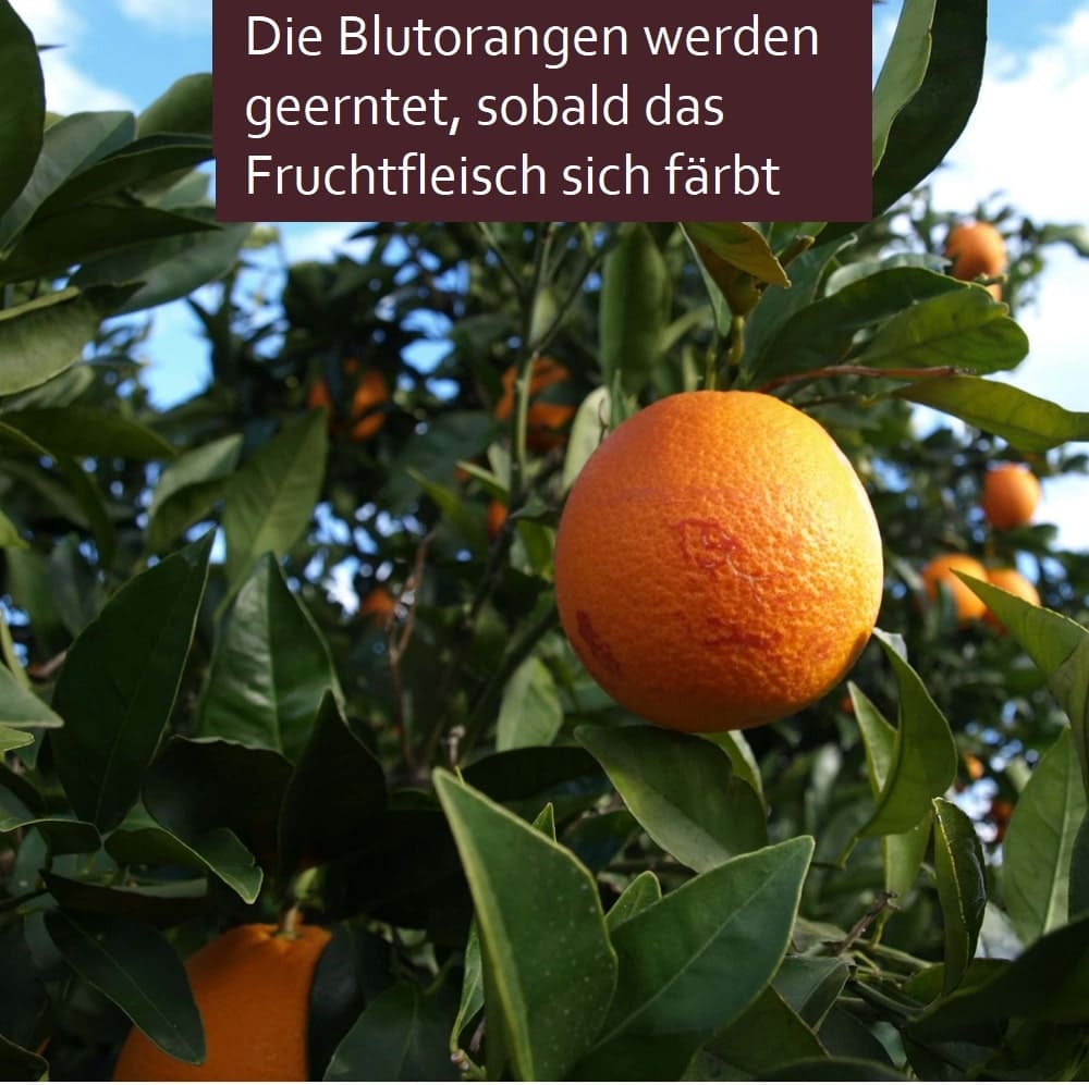 Reife Blutorangen ARISTOS