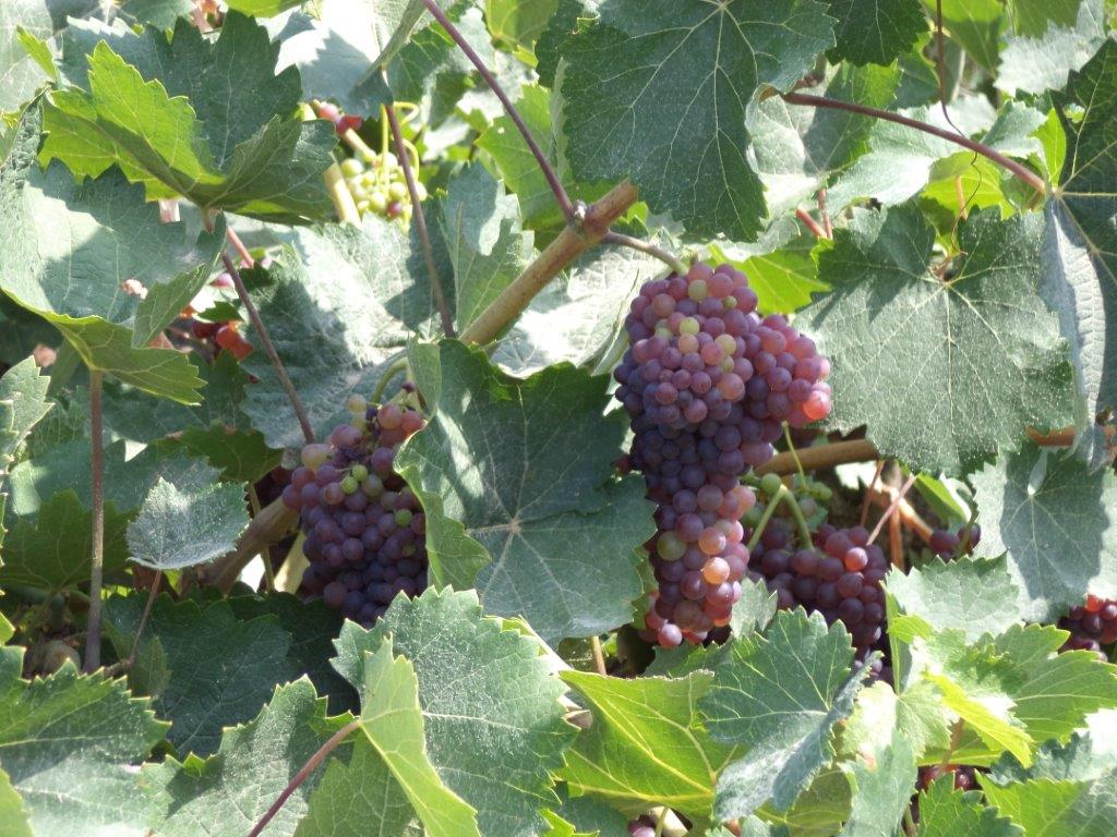 Rotwein