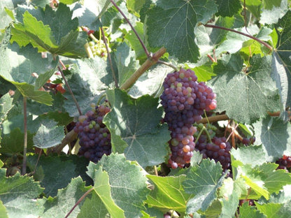 Rotwein