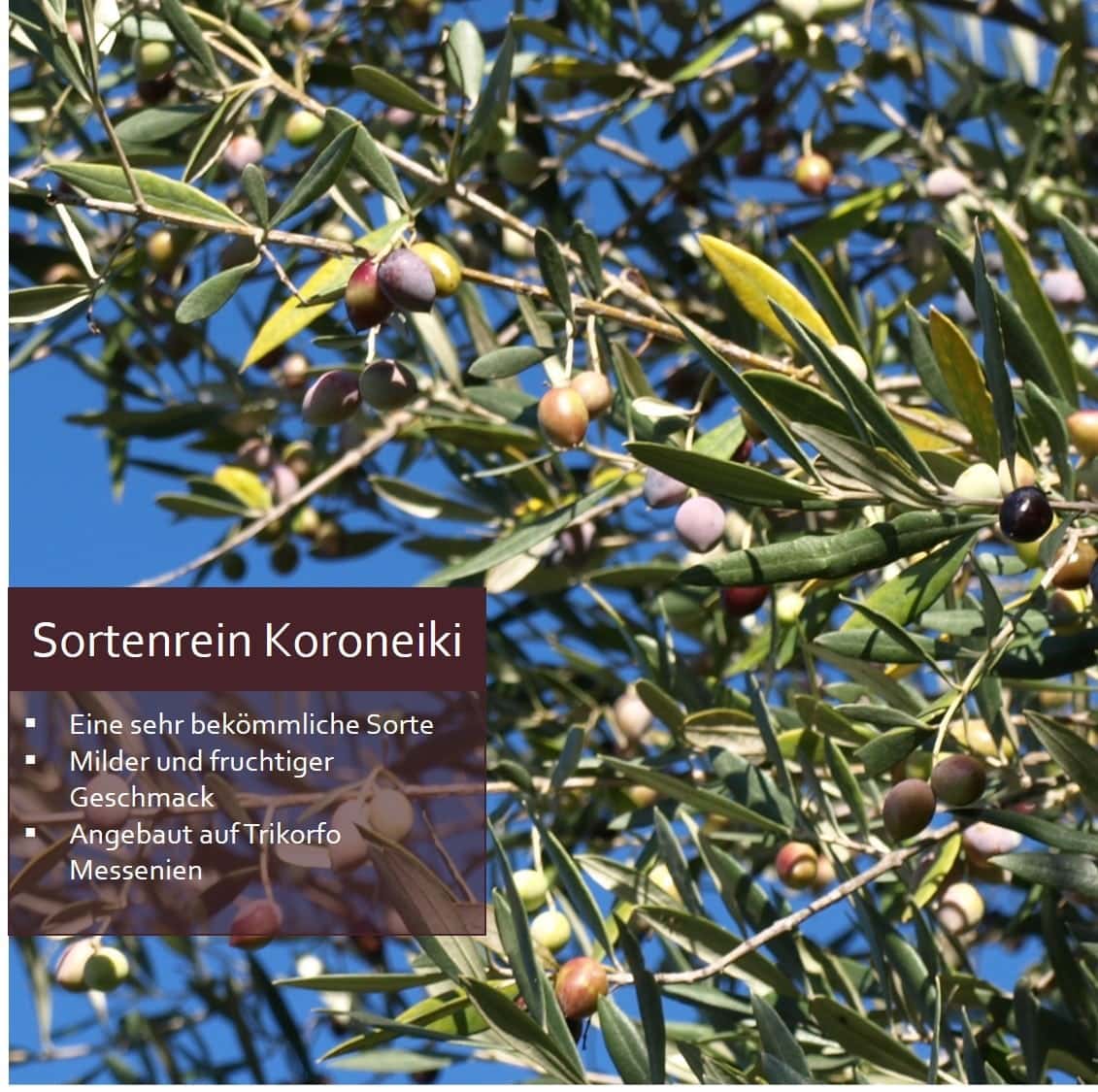 Sortenreines Aristos Olivenöl