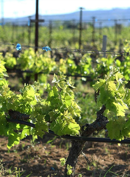 Mesimvria Winery
