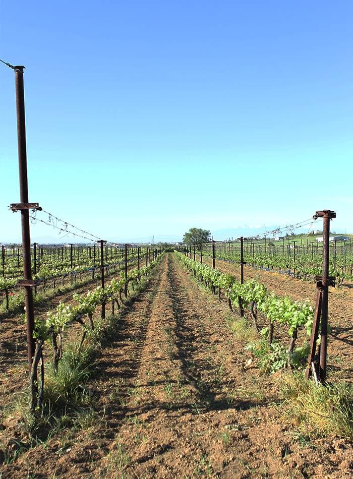 Weinstock